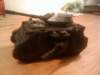 predator37_small.jpg